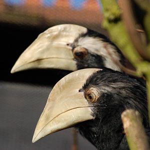 2 Black hornbills