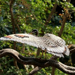 London Zoo Sun bittern, Clore rainforest exhibit