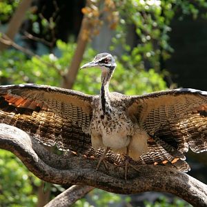 London Zoo Sun bittern, Clore rainforest exhibit