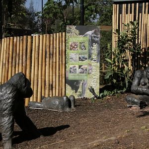 London Zoo Gorilla Kingdom