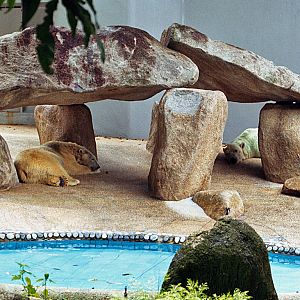 Polar Bears at Singapore Zoo