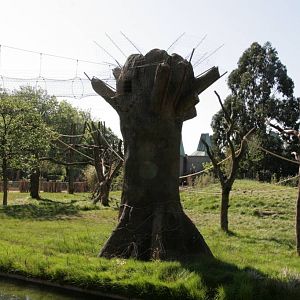 London Zoo Gorilla Kingdom