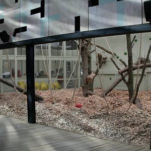 London Zoo Gorilla Kingdom