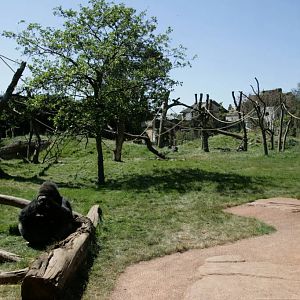 London Zoo Gorilla Kingdom