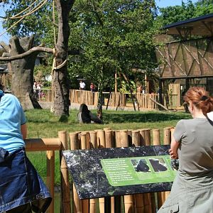 London Zoo Gorilla Kingdom
