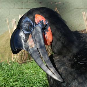Ground hornbill