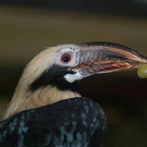 Male Tarictic Hornbill