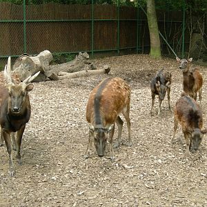 Chester's philippine spotted deer