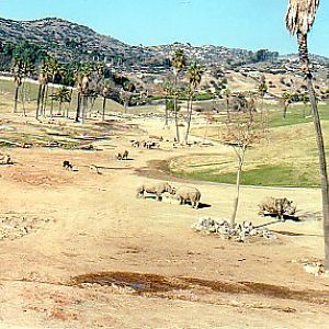 Southern white rhinos & Lady Grays waterbuck  @ San Diego wild animal p