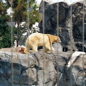 Polar Bears at Sea World Gold Coast