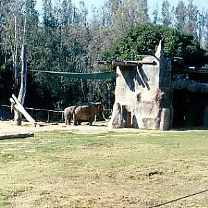 Asian bull elephant  @ San Diego wild animal park