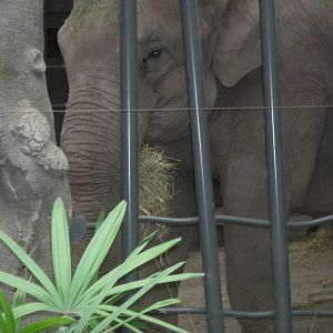 Thi Hi way at Chester zoo
