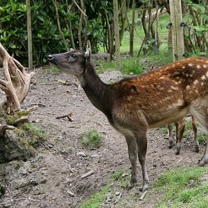 Philippine Spotted Deer, Rotterdam Zoo