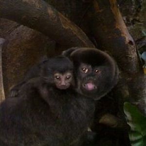 Goeldi's Monkeys, Singapore Zoo