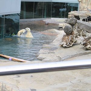 Polar Bears at San Diego Zoo