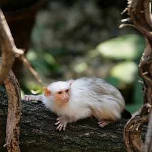 Silvery marmoset, Clore Rainforest, London Zoo