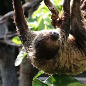 Sloth, Clore Rainforest, London Zoo