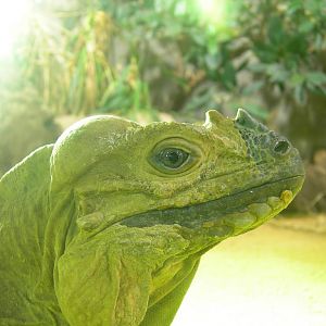 Rhinoceras Iguana