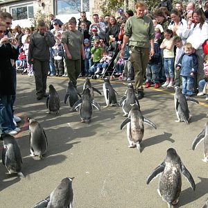 Penguin parade