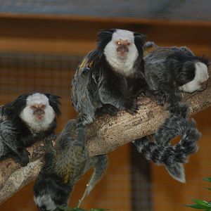 The growing family at Chester zoo