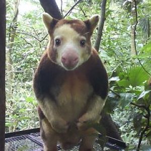 Matschie's Tree Kangaroo, Singapore Zoo