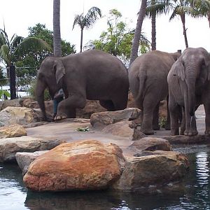 Sydney's elephants - first time in the exhibit
