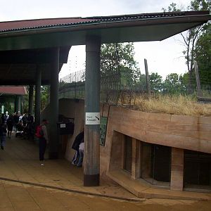 Anteater Sleeping Area