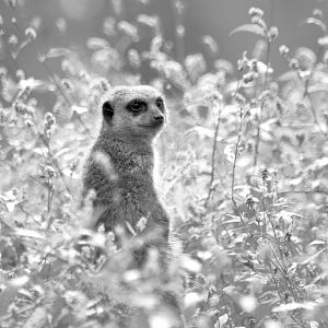 Meerkat