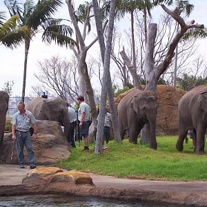 Sydney's elephants - first time in the exhibit