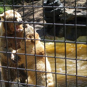 Brown Bears - Mogo Zoo