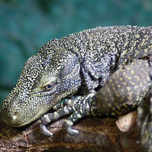 Crocodile monitor