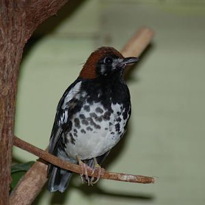 Chestnut capped thrush