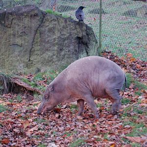 Babirusa