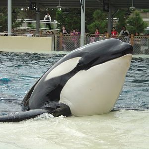 Killer Whale