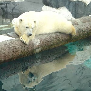 Polar Bear