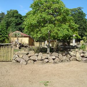 Bongo and Red River Hog
