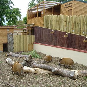Red River Hog Exhibit