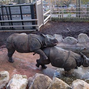 Indian rhinos