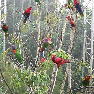 Lories, Jurong BirdPark