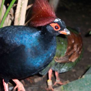 Roulroul or crested wood partrige