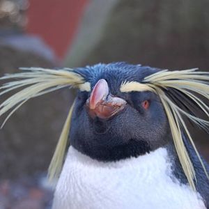 Is there a Barber in the house?