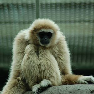 Lar Gibbon