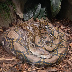 Reticulated Python
