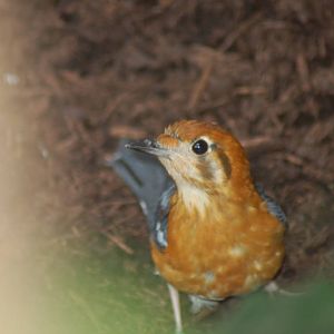 Orange headed Thrush