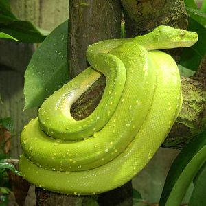 Green tree python