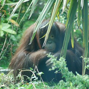 Bornean orang-utan