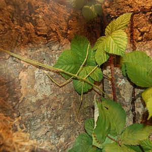 Giant walking stick