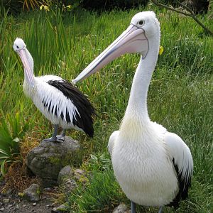 Pelicans at Wellington Zoo