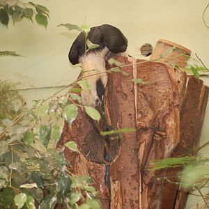 Male Tarictic Hornbill feeding a female