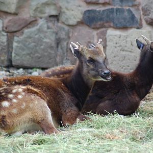 Philippine spotted deer